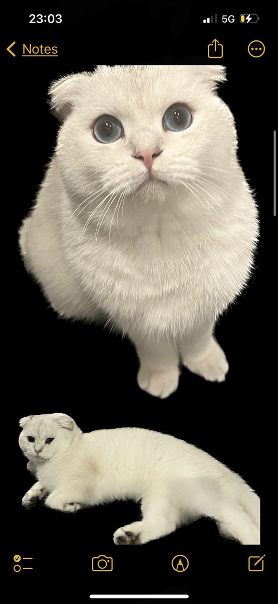 l_dvsn's tweet photo. pour trouver des photos détourés de mon chat ? https://t.co/LHjsAHKURC