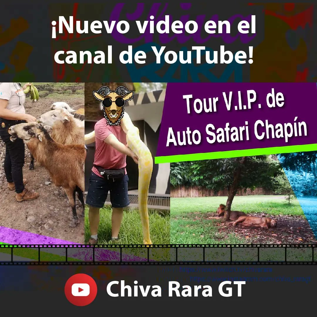 ChivaRaraGT's tweet photo. ¿Sabían del tour V.I.P. de Auto Safari Chapín? Pues en este video les cuento mi experiencia. ¡No se lo pierdan!

https://t.co/bkX3FyQxMg

#autosafarichapin #Video #Experiencia #Anecdotas #viralvideo #viral2023 https://t.co/8L7aYaXKqi