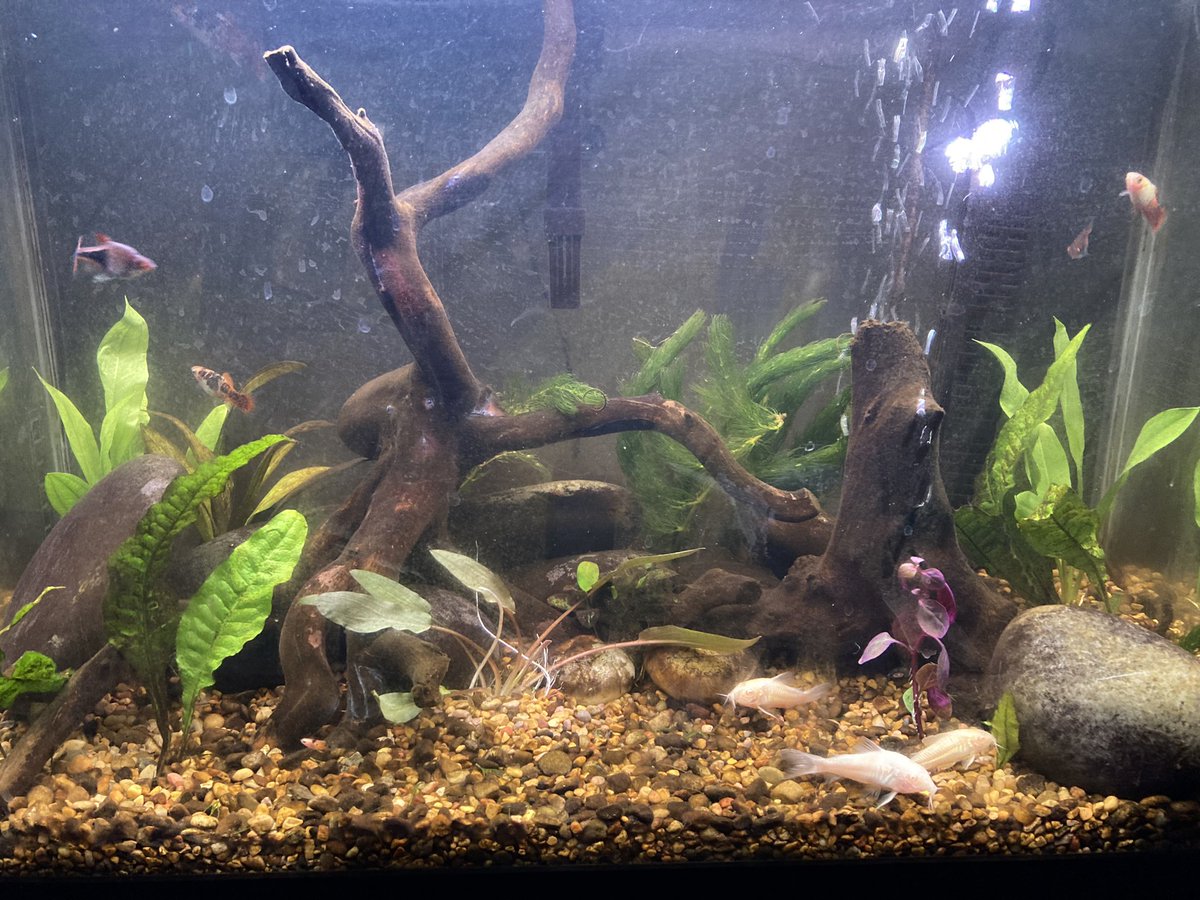ClawsFins's tweet photo. What a difference a few months came make! I’m loving this planted look. #fish #aquatics #aquarium #pets #animals https://t.co/CbCEt6wLTt