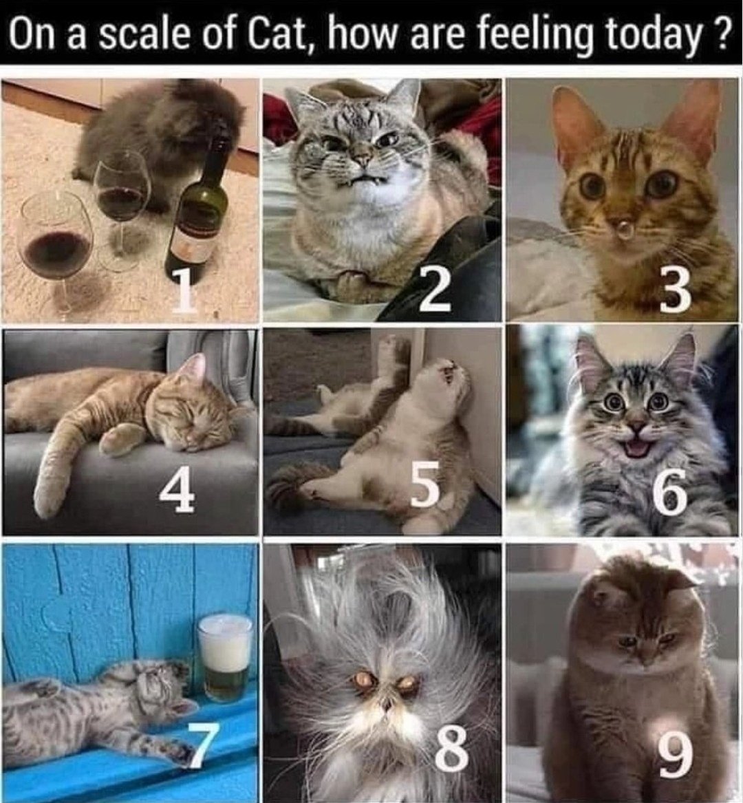 chaoticcatpics's tweet photo. https://t.co/NXTiXaektv