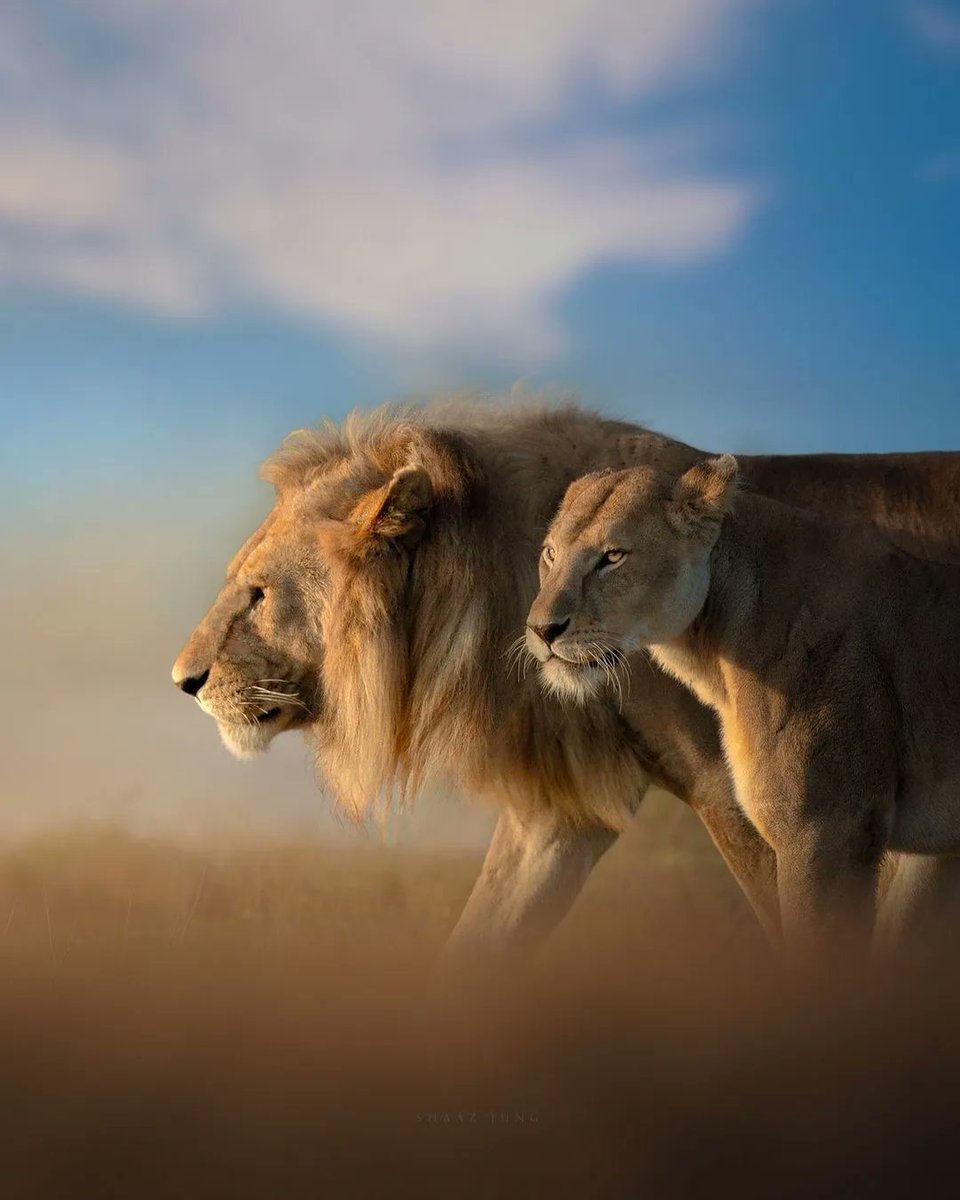 fubiz's tweet photo. Majestic &amp; Powerful Lion Family 🦁 💛 by Shaaz Jung https://t.co/PfdbSG6kWJ