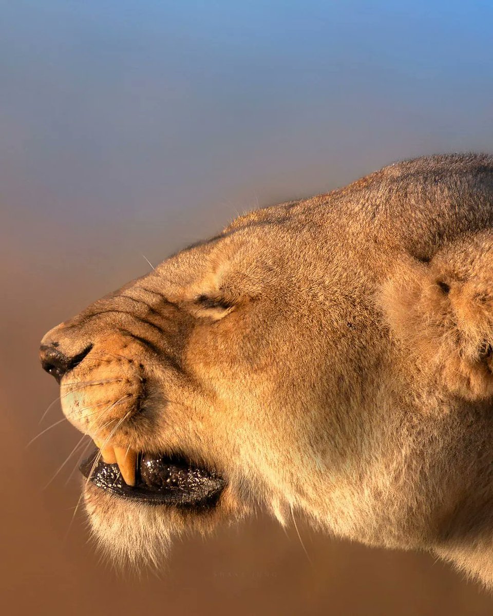 fubiz's tweet photo. Majestic &amp; Powerful Lion Family 🦁 💛 by Shaaz Jung https://t.co/PfdbSG6kWJ