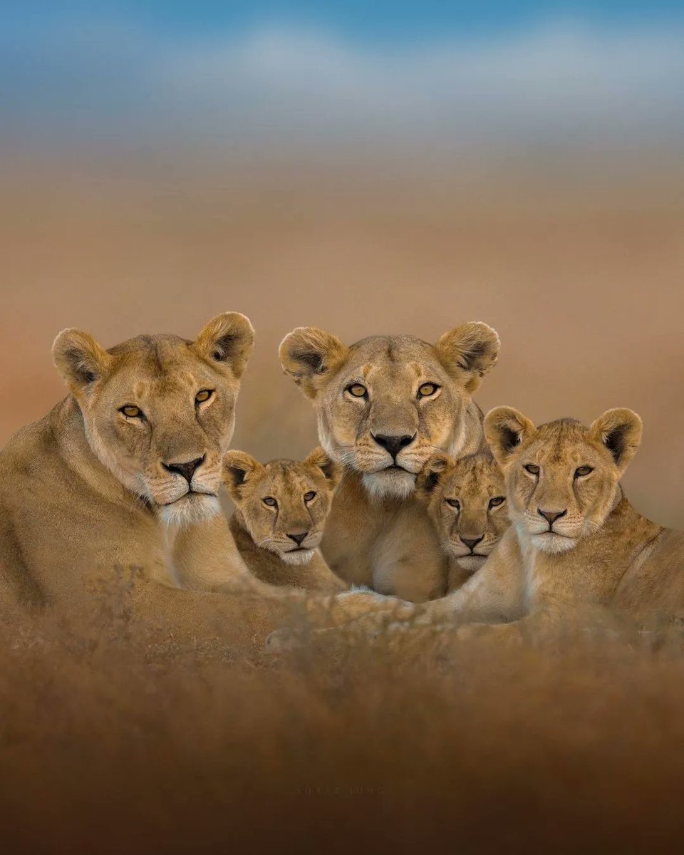 fubiz's tweet photo. Majestic &amp; Powerful Lion Family 🦁 💛 by Shaaz Jung https://t.co/PfdbSG6kWJ