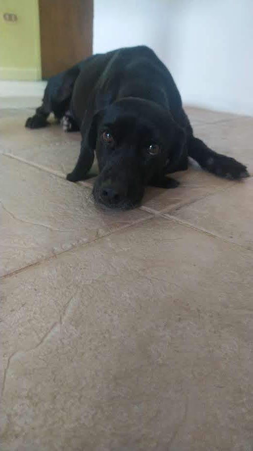 eneida_negrette's tweet photo. Me queda tu recuerdo...el más bello amor de una mascota en esa mirada. Nunca olvidaré las travesuras de niña, aunque te salieron pestañas blancas. Mi Coronela! 😭..espero hayas descansado en paz🙏🏼. Te recordaré toda la vida💕 #miperrita #mimascota https://t.co/gCjTrw12AG