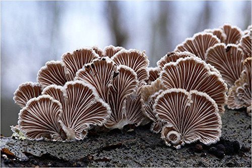 The TERFs found my mushroom thread and are mad about Schizophyllum commune having 23000 sexes. I want to clarify what’s going on there as best I can. Their genome has 2 loci that determine sex, called “A” and “B”— BUT THATS ONLY THE BEGINNING 🧵