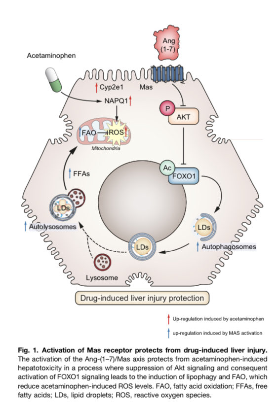📣Expanding the roles of the renin-angiotensin system: Drug induced liver injury 

Activation of Ang1-7/Mas axis protects from APAP-induced hepatotoxicity by induction of lipophagy

Great pleasure to share this editorial with ⁦@RubenNogueiras⁩⁦

doi.org/10.1016/j.jhep…