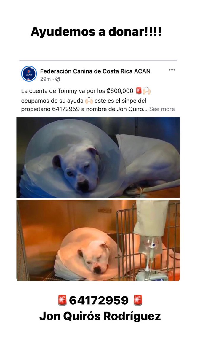 🚨Ayudemos a donar!!! 🚨

Tomy le salvó la vida a su dueño, recibió un disparo en su patita delantera izquierda la cual fue amputada!!