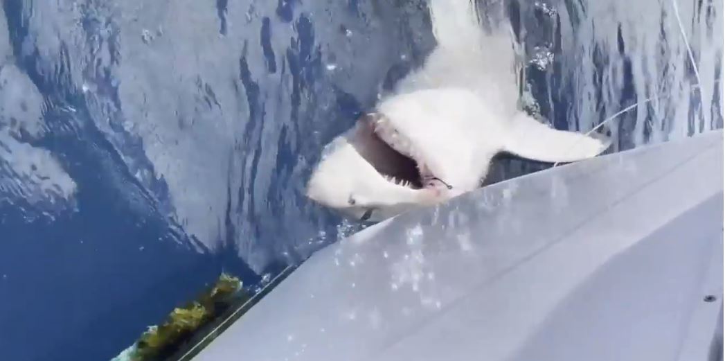 What a catch! A 12-year-old boy reels in a great white shark off the coast of Fort Lauderdale. 
STORY: bit.ly/3iJwuAX?utm_me…