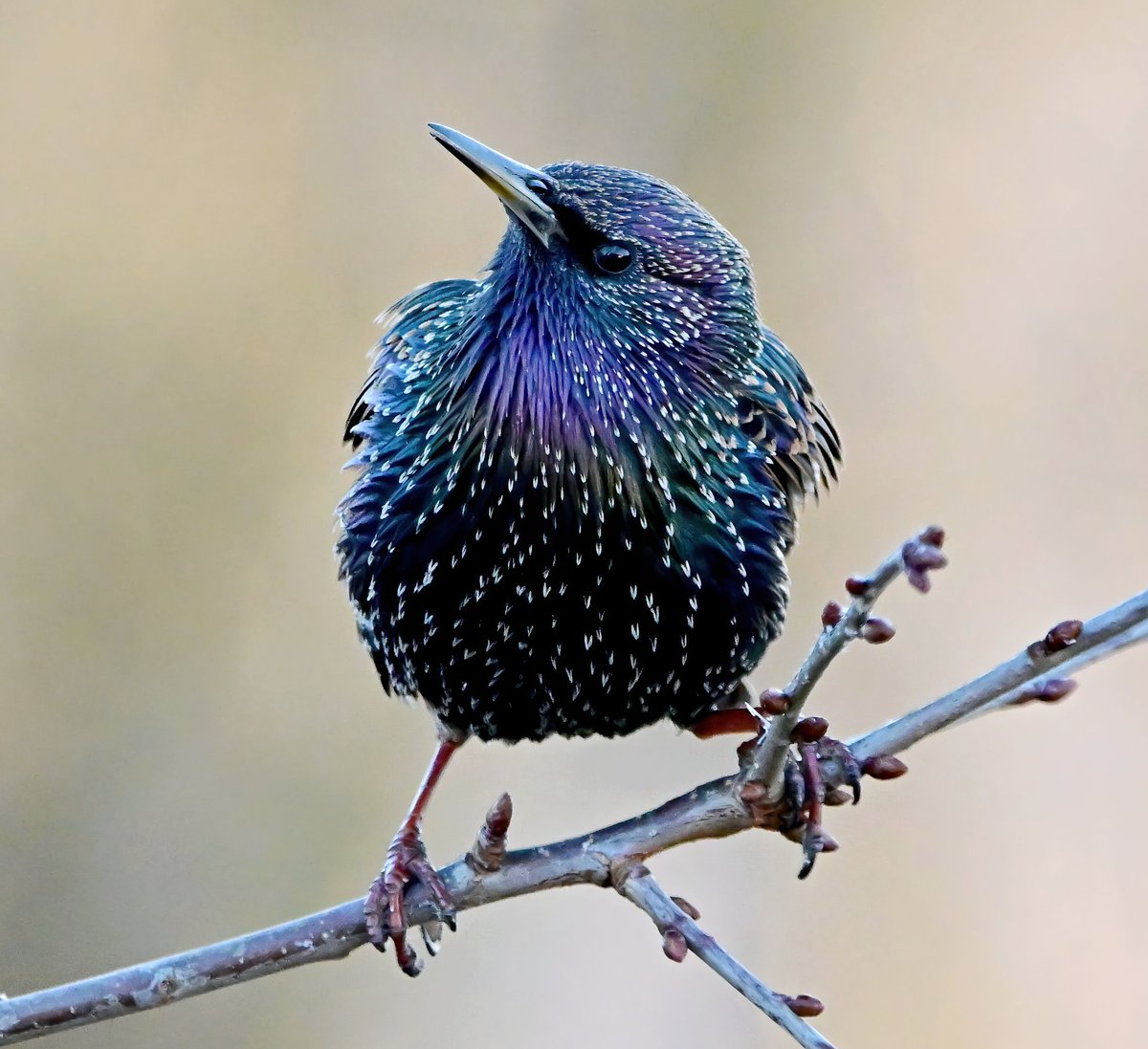 CarlBovisNature's tweet image. A beautiful Starling in my Somerset garden at the weekend. 😍🐦