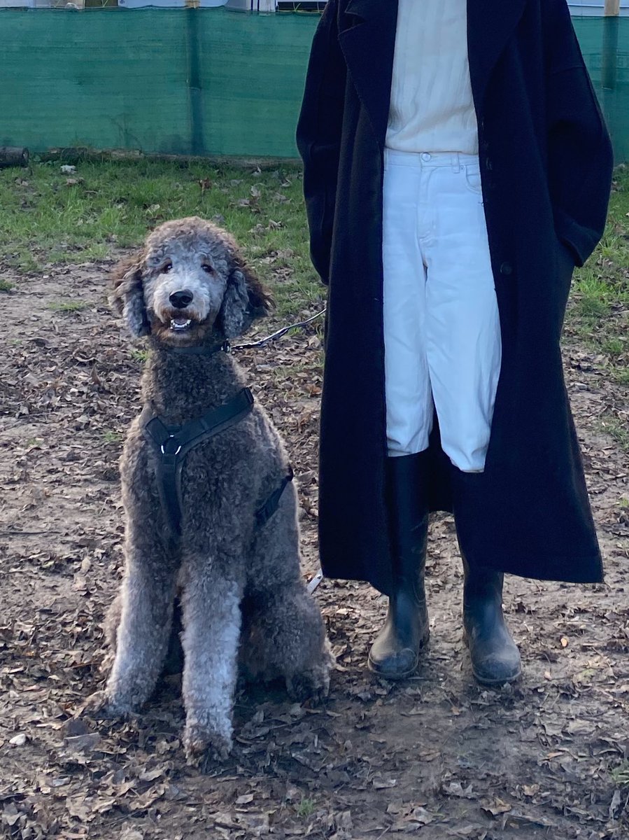 digital_kind's tweet image. Hundespielplatz: 입장료 10유로에 한시간 놀이가능. 견종 크기별로 소형중형대형견 나눠서 시간대별로 따로 받는데 얘는 중형견이야. 첨에 몰라서 대형견 놀이 시간에 갔었는데 남키가 젤 작아서 이제는 중형견 놀이 시간에만 방문함. #스탠다드푸들