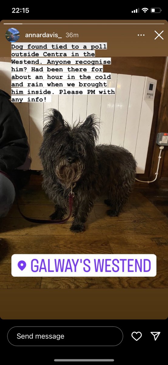 evemcdowell_'s tweet image. Anyone in Galway recognise this dog? Owner hasn’t been located yet, the dog has been brought somewhere warm but needs to be reunited with owner, please share! @galwayswestend @Galwaybayfmnews @annadav89161818 @GalwayAdvert
