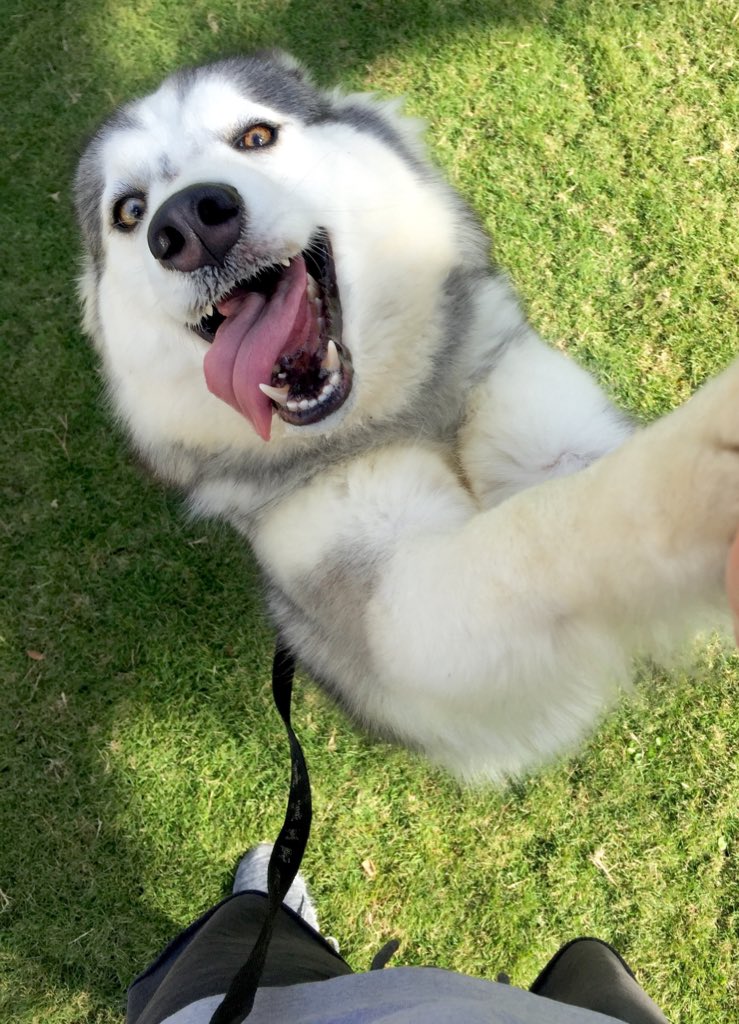 shitpostingami's tweet photo. Hagamos un hilo con fotos de nuestras mascotas https://t.co/ayNqfygdNb