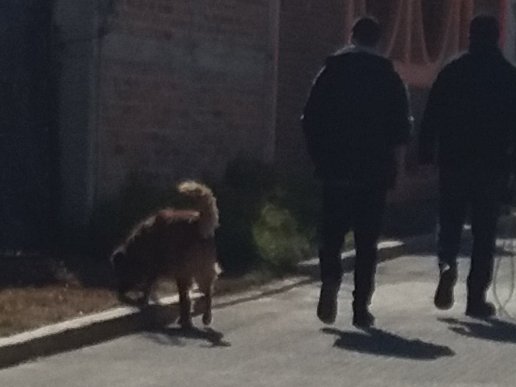 ElDaka22's tweet photo. MIENTRAS TANTO AYER EN #SALINAS EN LA #TARDE... SI es el #perro de la #sra #lulu... para #variar... y el #gobierno de #tulancingo ... nada que trabaja... solo puro #pan y #circo... https://t.co/tl7om2UoPU