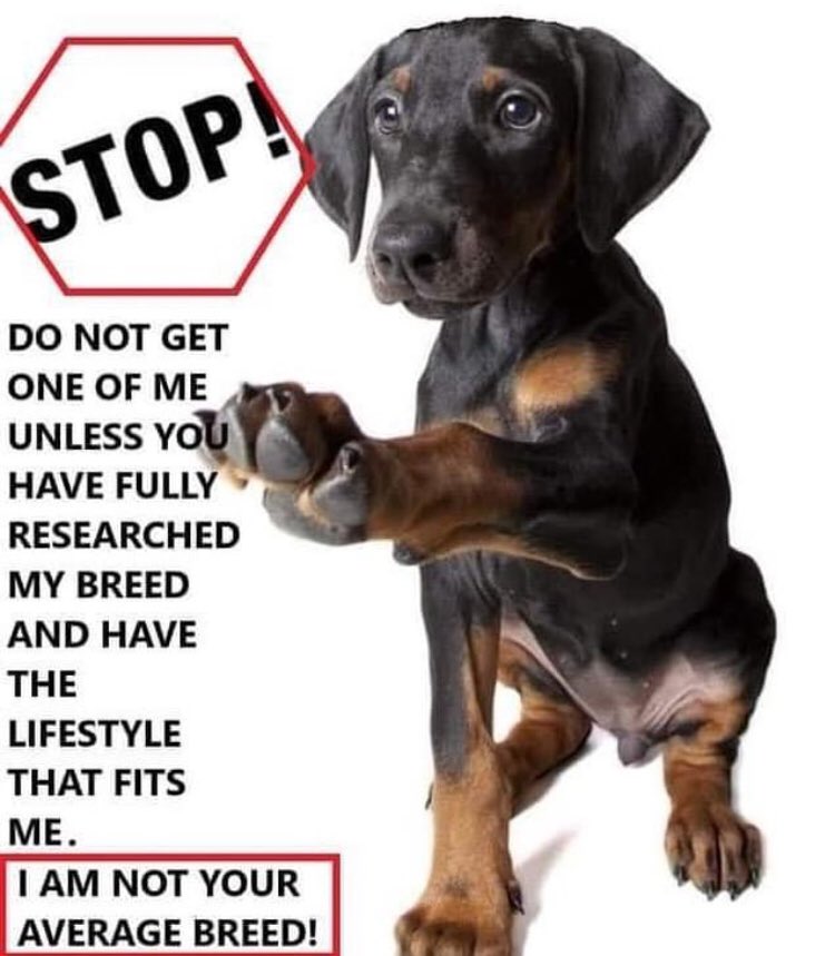 The Dobermann Forum tweet media