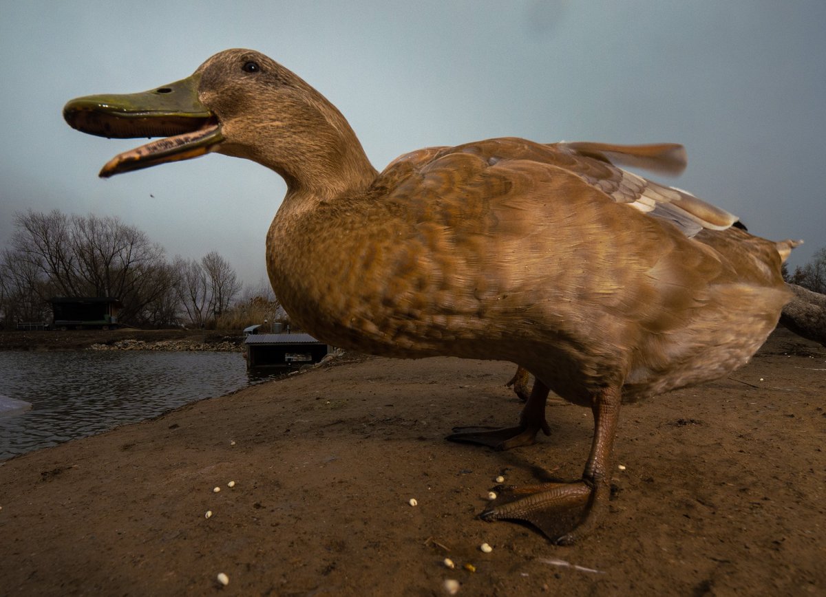 DashDucks.tv tweet media