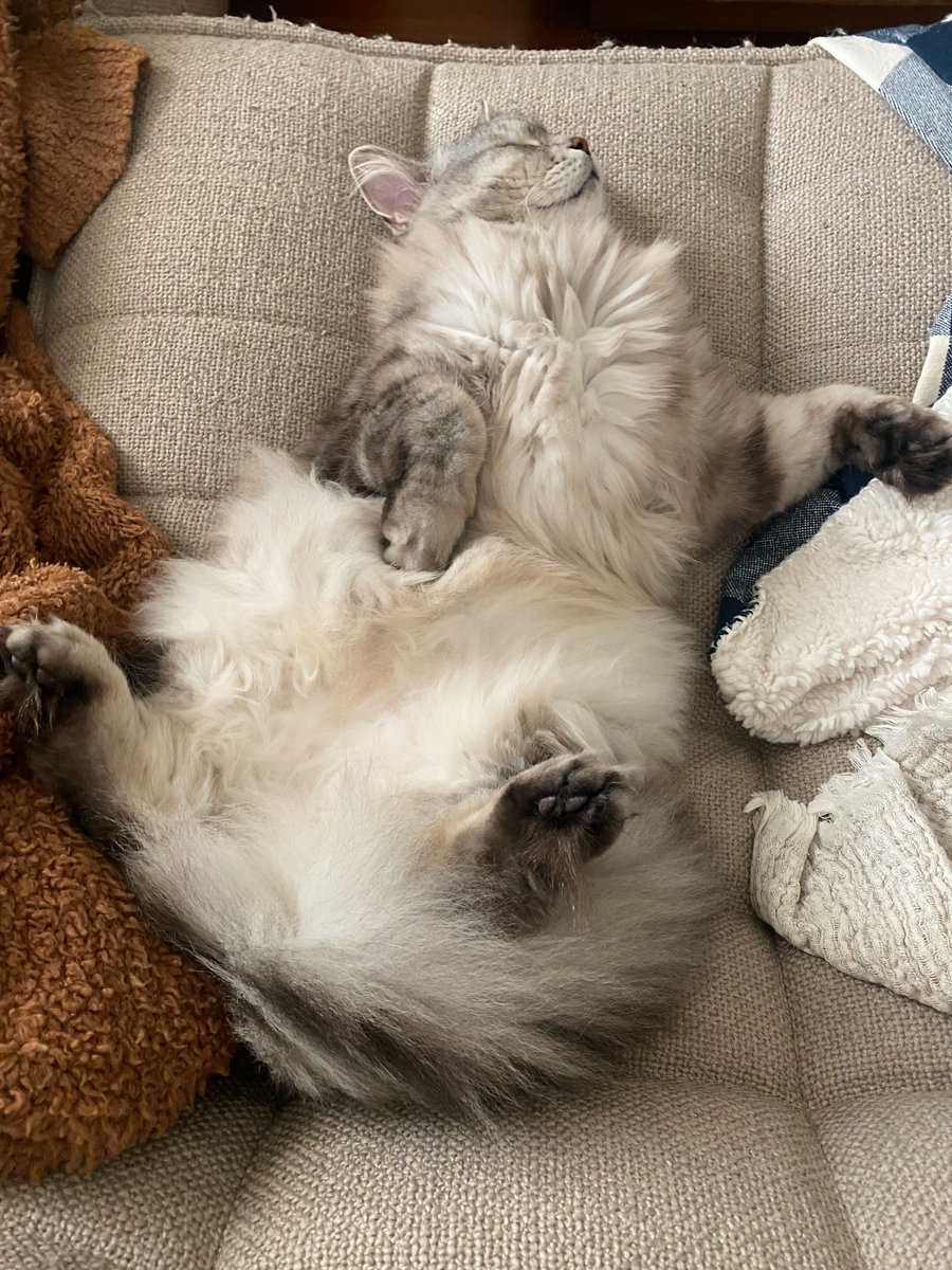 Ok, humans. You may look upon my magnificent belly, but no touchy touchy! #CatsOfCloudCity #CatsOfTwitter #MeetHobbes