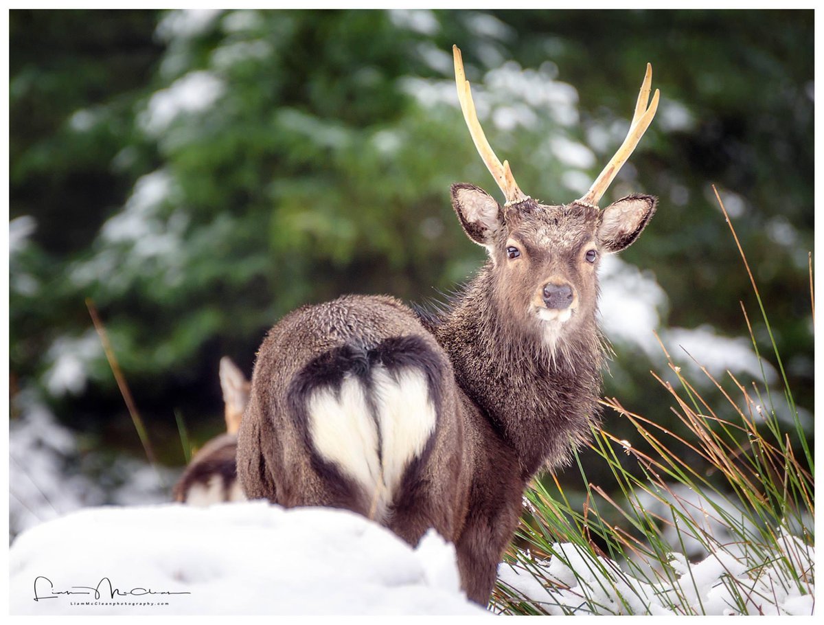 liamslandscapes's tweet photo. I wonder if all the other deer in the Gortin Glens have heart shaped rear ends or did I just get lucky with this one! @WeatherCee @bbcniweather @WeatherAisling @angie_weather @barrabest @Louise_utv #winter #snow #gortinglens #deer https://t.co/4CNNfut9Hx