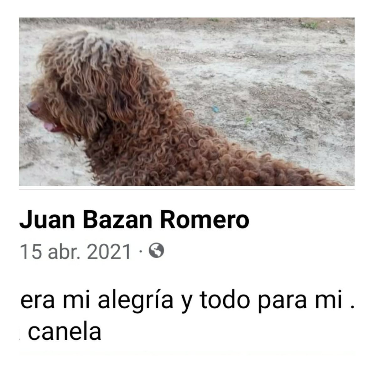NatSu41398992's tweet photo. Trabajadores por los #animales #sufren por encontrarse muchos #abandonados, muchos son #perdidos,pero no buscan a sus #familias. La redes están llenas de personas #buscándolos. #Destrozan familias y animales creyendo hacerles favor y no #devolviendolos cuando los encuentran. https://t.co/OCSxeHgvf3