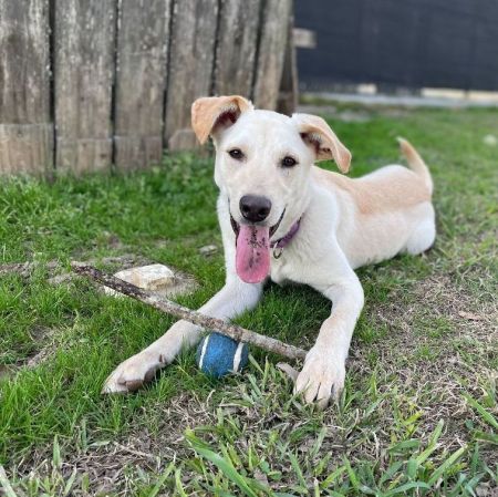 adopt_a_dog_bot's tweet photo. Cilantro is an energetic man, who can be found near Carencro, LA! Cilantro is a Yellow Labrador Retriever mix, who enjoys wine and book clubs. #YellowLabradorRetriever #mixedbreed #mutt #dogsoftwitter #rescue #adopt #dog #Carencro #Louisiana #LA https://t.co/MGKa420PbM https://t.co/TcWOb28lG9