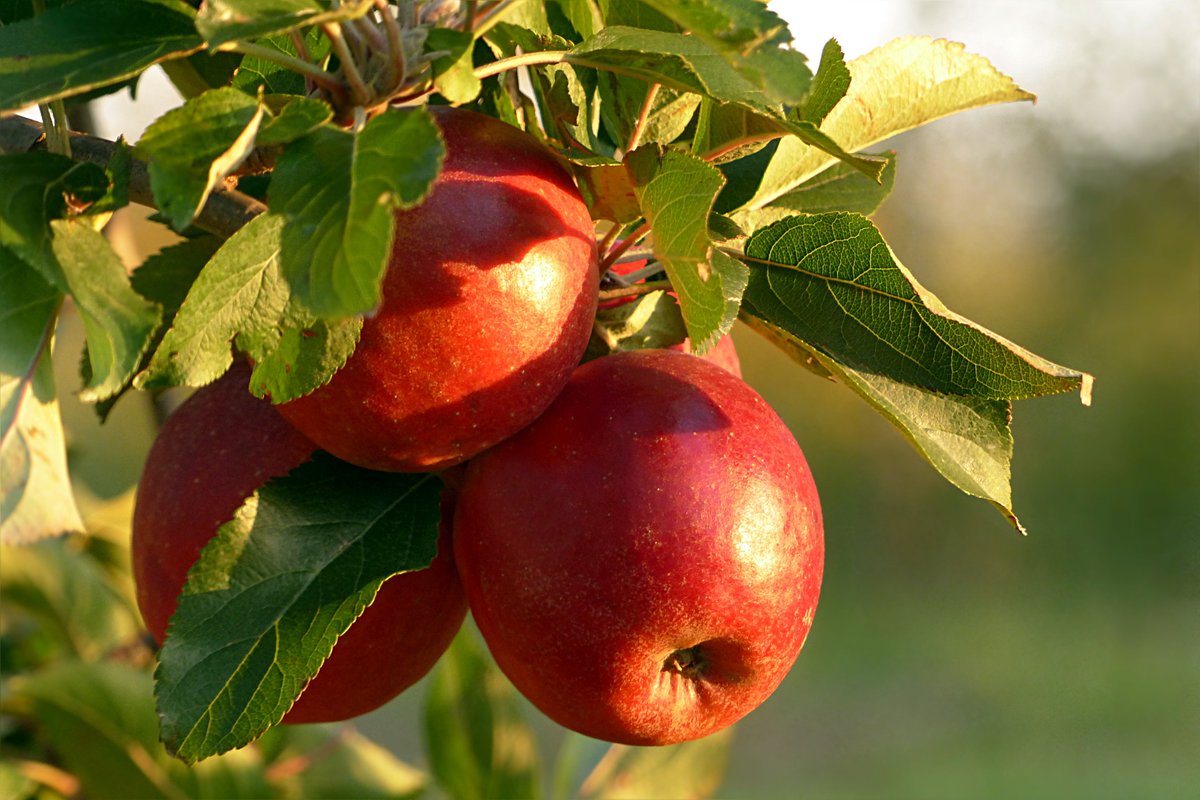 LibraryACU's tweet photo. Discover one woman's contribution to the Aust agricultural sector in @susanbroomhall's Hidden women of history: how Lady Williams founded a great Australian apple @ConversationEDU https://t.co/lgwXw4eHRR Find more of Prof. Broomhall's work in #ResearchBank https://t.co/1pUtelts1Y https://t.co/v126nicpl4