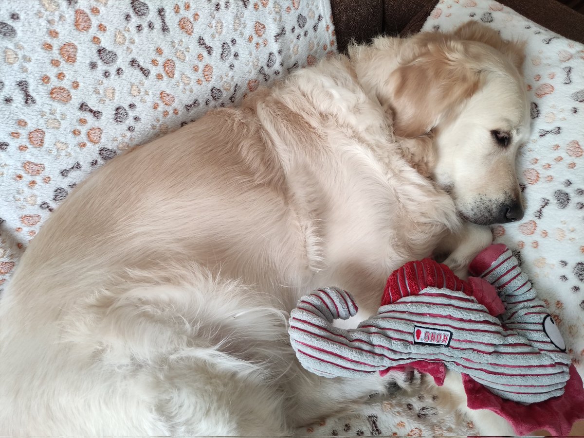 kalamerry_gr's tweet photo. 😴��🐾🐾... 🌙✨ https://t.co/f75rjRXeRt