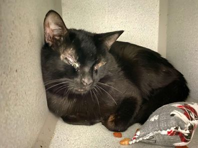 sachikoko's tweet image. 🆘CODE RED🆘4TH TIME LISTED TBD THU 1/19/23🆘$250 STIPEND🆘
💗FEARFUL 2YO BLACK KITTY BEAR💗
😿💔OWNER MOVING-NO PETS ALLOWED, HAS BILATERAL CORNEAL ULCERS
🚨NEEDS #ADOPTION #RESCUE #FOSTER ASAP🚨
▶160181 facebook.com/NYCDEATHROWCAT…
🙏🏽#ADOPT #PLEDGE #AdoptDontShop
#MANHATTAN #NYCACC