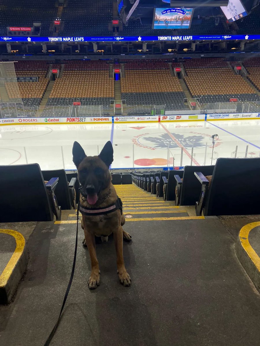 K9unit_ASP's tweet photo. #TongueOutTuesday with #K9 Freddy
GO #LEAFS GO

#goleafsgo #leafsnation #scotiabankarena #sba #k9team #k9handlerteam https://t.co/DYkaJbHn0Z