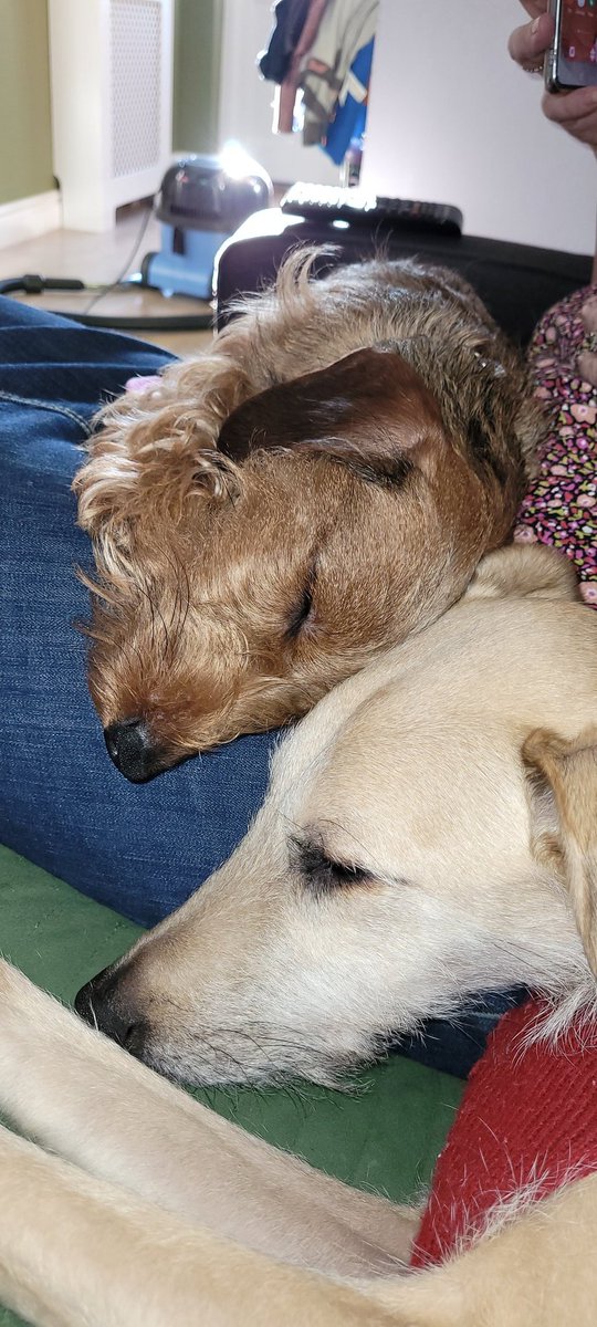 RinkyDinkRetro's tweet photo. Lurcher &amp; Mini Dachshund ♥️ @LurcherSOS @LurcherLink @MiniDachsunds https://t.co/2EY8Bz0DiT