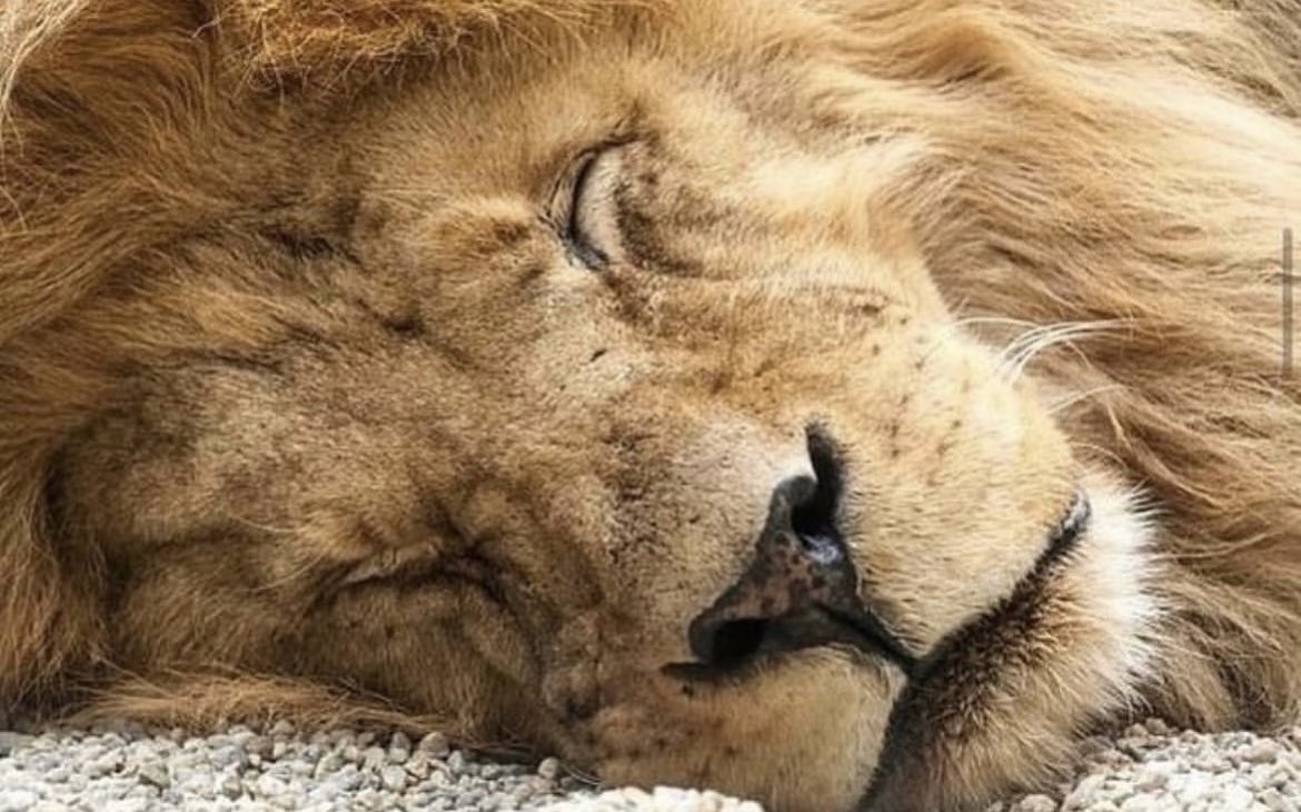 YoungLionBrew's tweet image. Our team is taking a break for our annual 1 week shutdown The taproom will be closed 1/20-1/25 while our team takes a collective break. Back at it Thursday 1/26!!! #vacationmode #closedforholiday✈️😎 #teamvacation