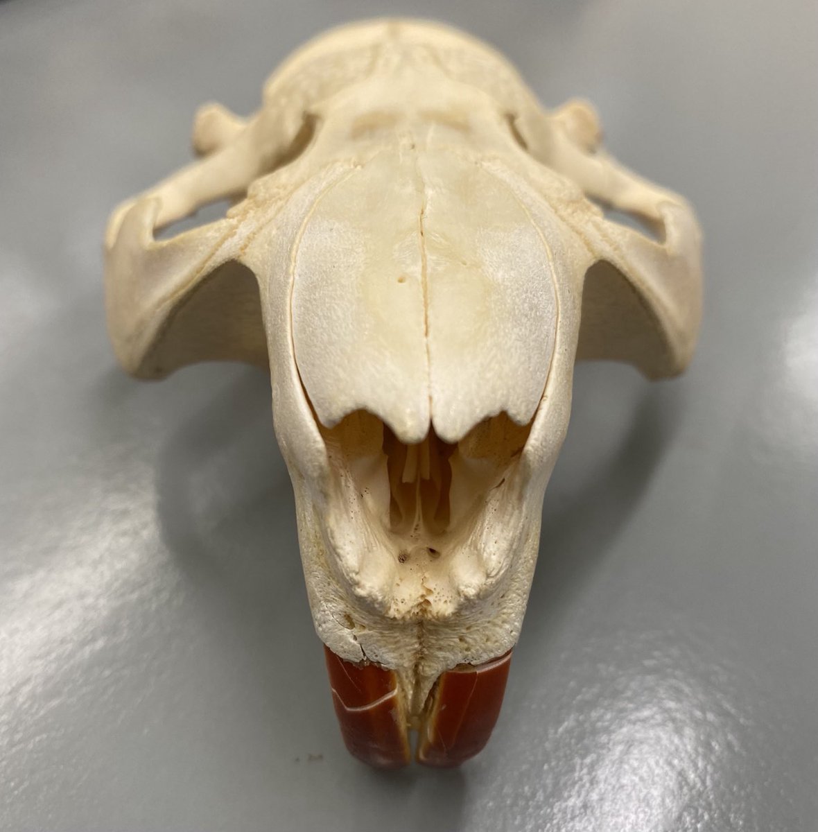 mwestneat's tweet photo. The amazing iron fortified enamel of #beaver incisors is terrifying (for small trees) to behold. #CompAnat https://t.co/Wpxp3qkI9z