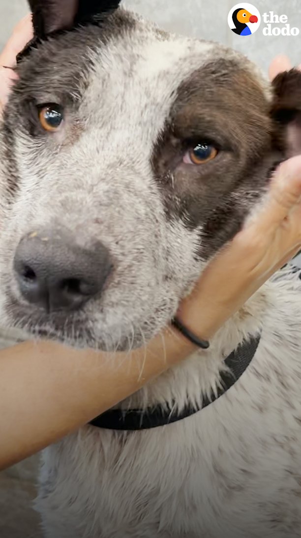 The Dodo on Twitter "Dog freed from tire goes to the pet store to pick