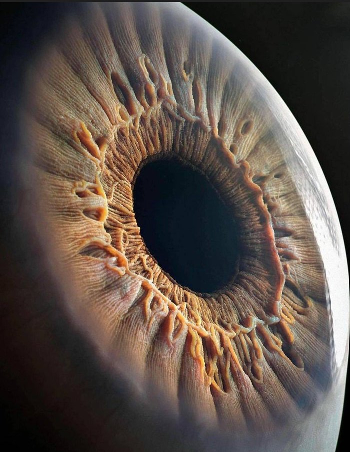chrost_hugo's tweet photo. Realistic image of a human eye.

Credits: Jenya Filimonov

#neuroscience #MedTwitter https://t.co/scgMsn3h2B