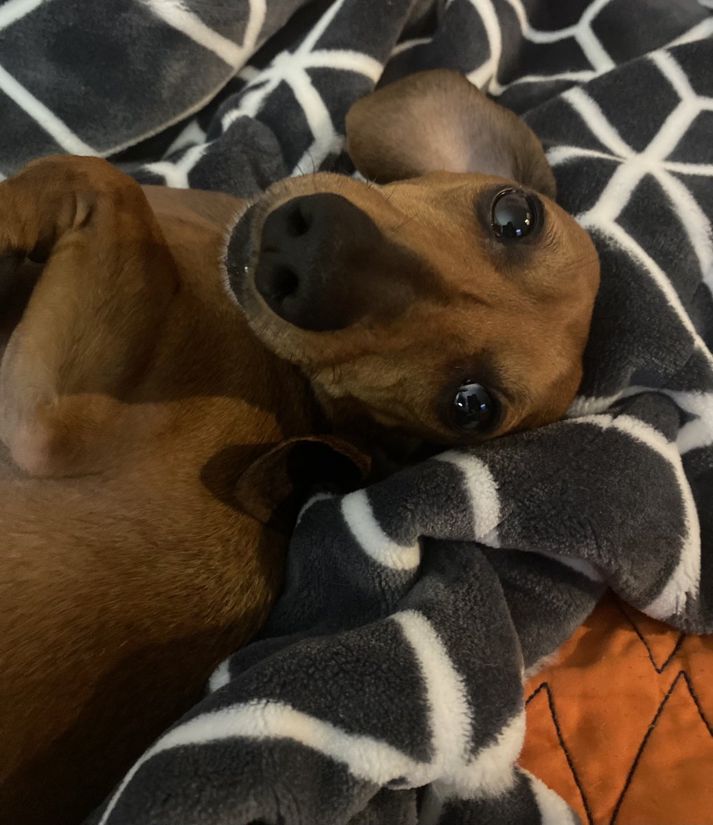 TheDobey's tweet photo. Oh hey!  👋🏻.  Just wanted to say hello!  Hope everyone is having a PAWsome Tuesday!  🐾 
#parkersplayground #youhadmeathello #ohhey ❤️ https://t.co/K48ljQ65Vj