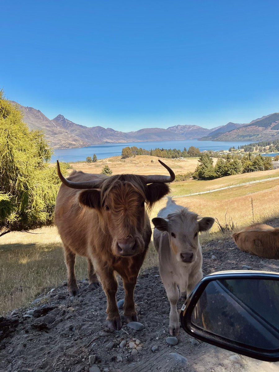 Back after a 5-week holiday in New Zealand 🇳🇿✨
👇🏻Highlights of the trip 🦌🐮🐑🌳
How’s your 2023 so far???
#NFTs #NFTCommunity #Web3