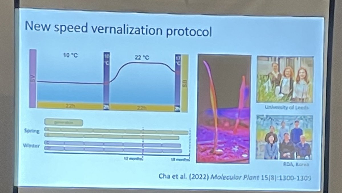 malcolmacaulay's tweet photo. There’s nothing new under the sun! @DrHikov updates a 100 year old protocol and shows @PAGmeeting how speed breeding can help Accelerate the Discovery and Utilisation of Desirable Mutations #speedbreeding #PAG30 #speedvernalisation #ai #ultimatestack https://t.co/HeuW0wWqgY