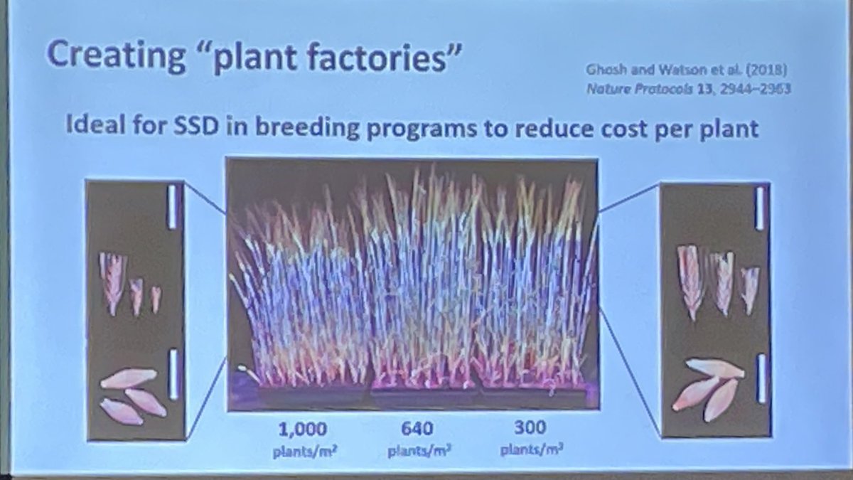 malcolmacaulay's tweet photo. There’s nothing new under the sun! @DrHikov updates a 100 year old protocol and shows @PAGmeeting how speed breeding can help Accelerate the Discovery and Utilisation of Desirable Mutations #speedbreeding #PAG30 #speedvernalisation #ai #ultimatestack https://t.co/HeuW0wWqgY
