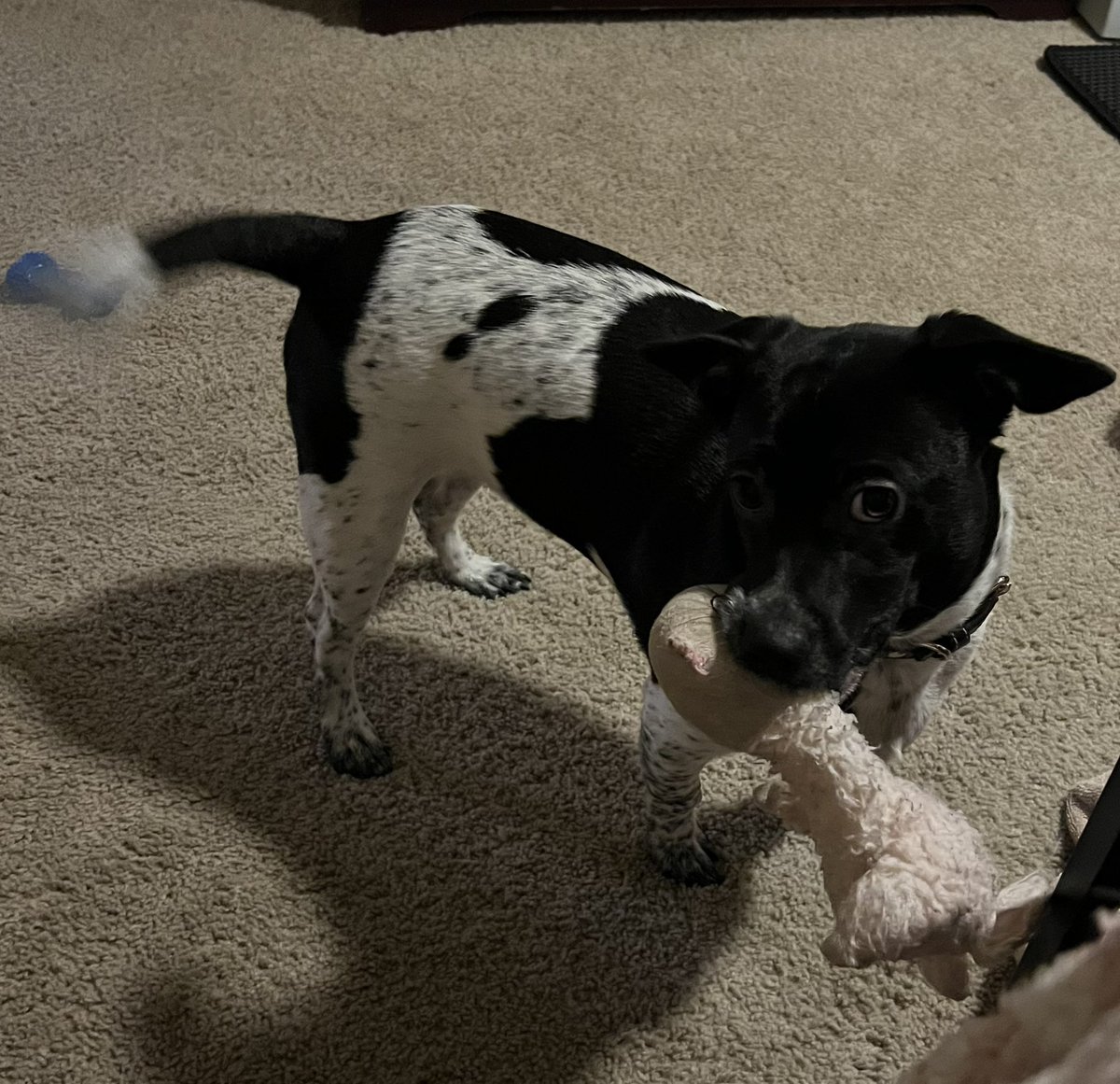 reaganmrodgers's tweet photo. Oliver with his llama toy I got to bring him home with and Oliver with his llama toy now🥺It used to be the same size as him when I brought him home 8 months ago tomorrow https://t.co/MrZa49yrR8