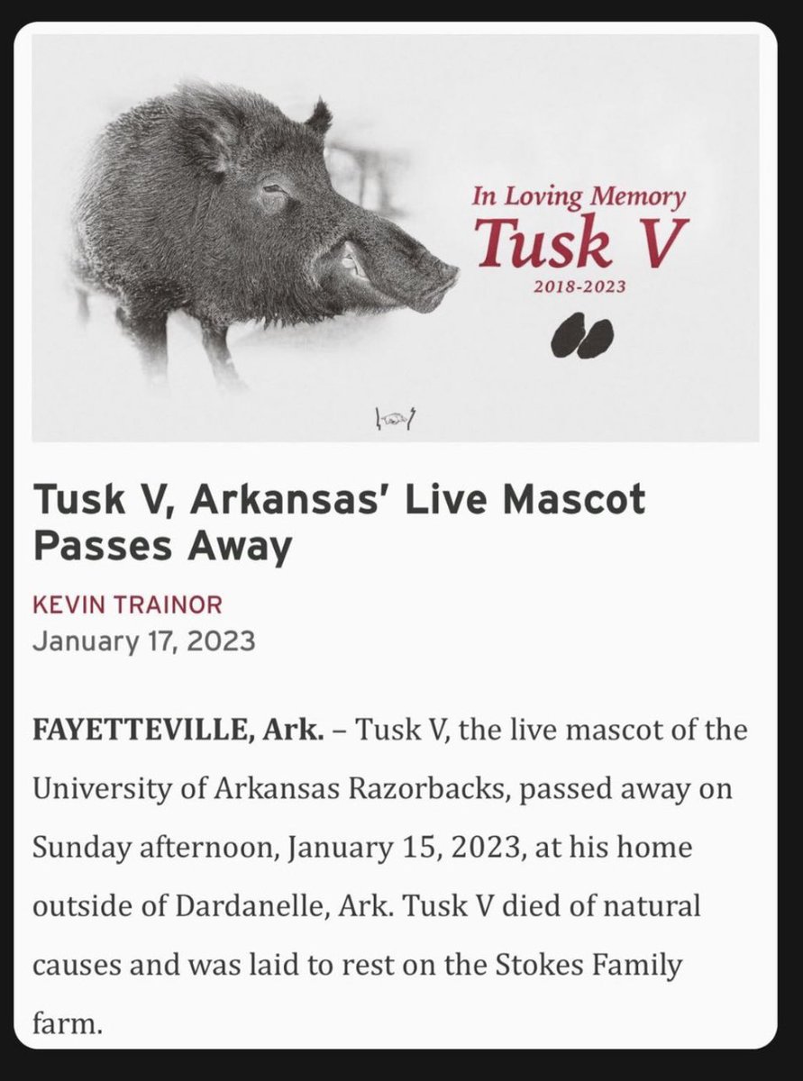 🐗❤️