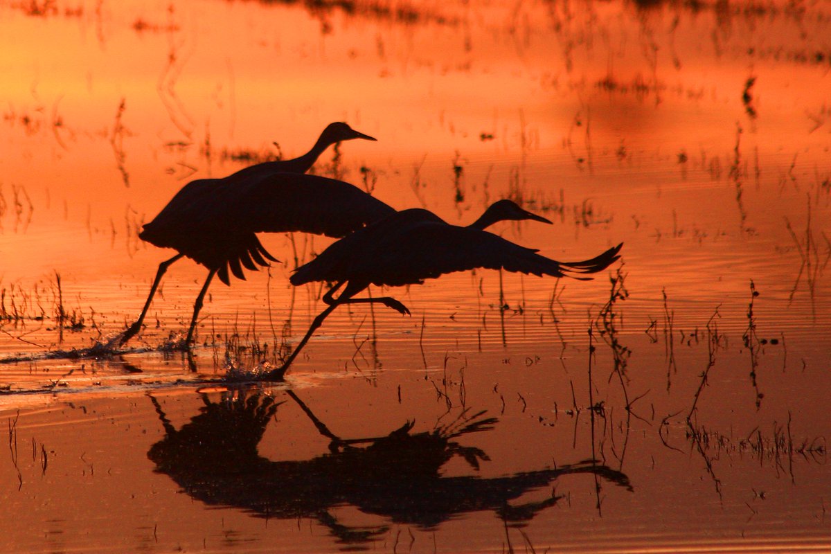 These large birds prefer open habitats and have a loud, trumpeting call with a very unique tone.

Can you name the species? Leave your answers in the comments below.

Photo: Marvin De Jong/USFWS