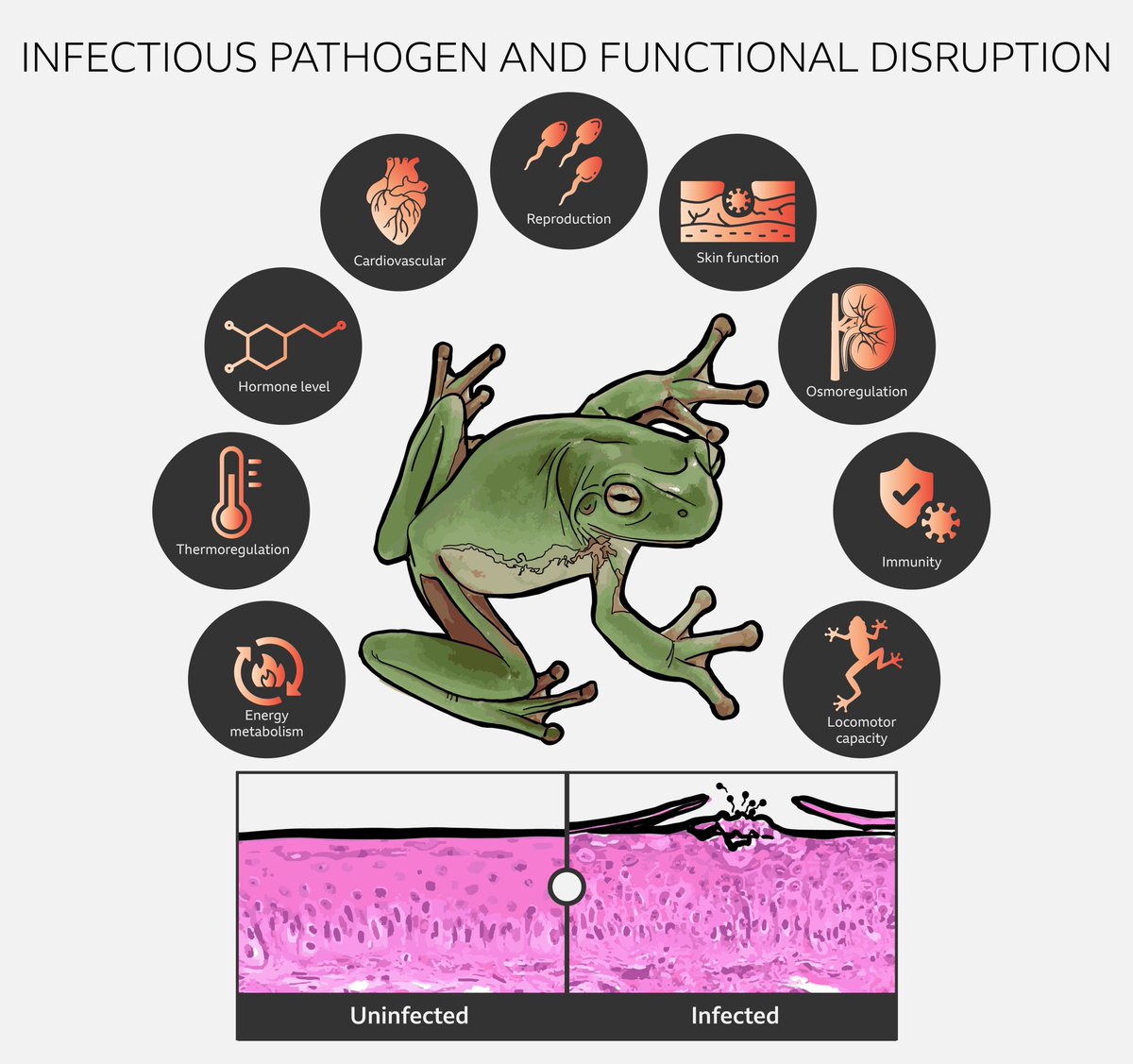 First paper of the year & first sole-author paper in @FunEcology! I examined the relationship between infection intensity & function disruption using #chytrid & 🐸 as a model system | doi.org/10.1111/1365-2…