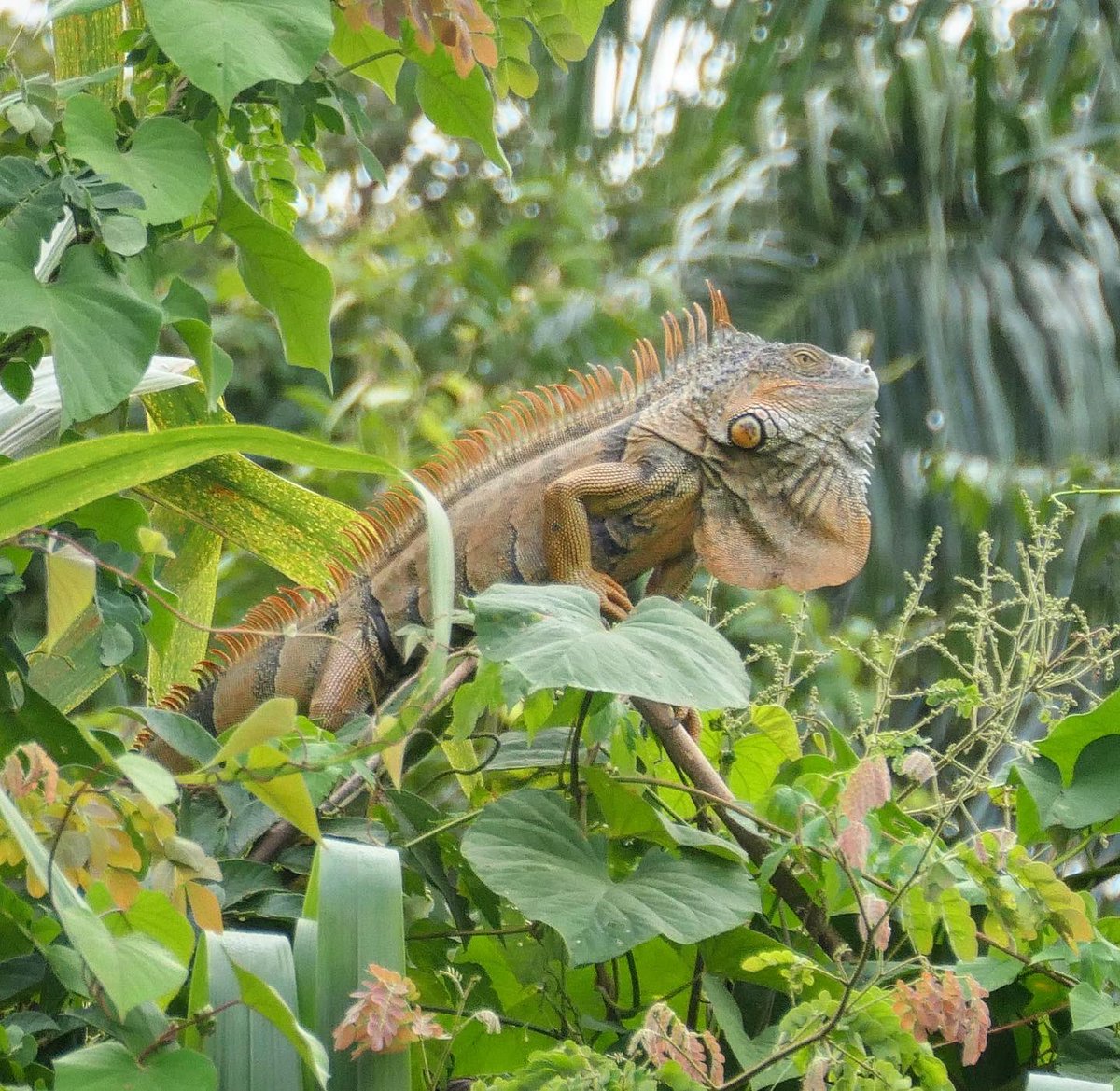 RoadUnraveled's tweet image. We saw some amazing wildlife on our inland excursion up the Monkey River today with @LindbladExp! 🇧🇿 

#whereiexplore #travelphotography #travel #TravelBelize