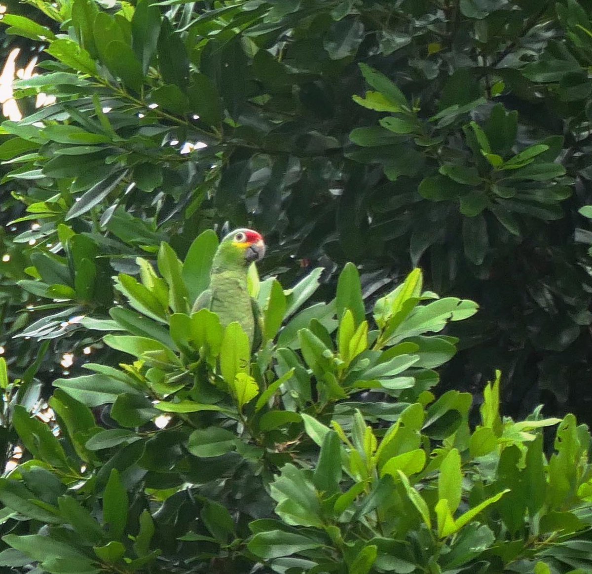 RoadUnraveled's tweet image. We saw some amazing wildlife on our inland excursion up the Monkey River today with @LindbladExp! 🇧🇿 

#whereiexplore #travelphotography #travel #TravelBelize
