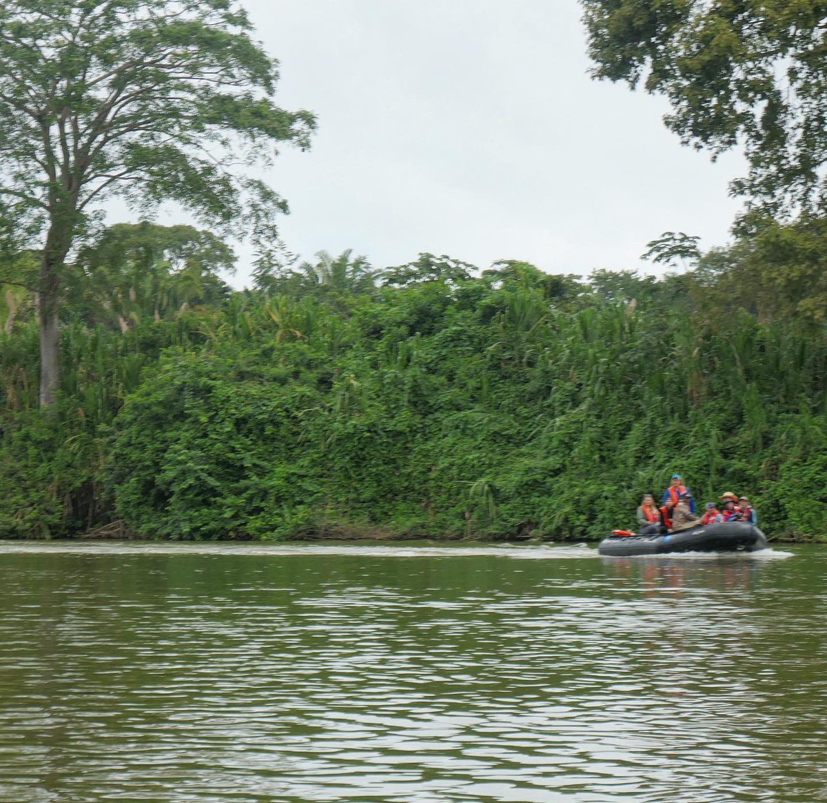 RoadUnraveled's tweet image. We saw some amazing wildlife on our inland excursion up the Monkey River today with @LindbladExp! 🇧🇿 

#whereiexplore #travelphotography #travel #TravelBelize