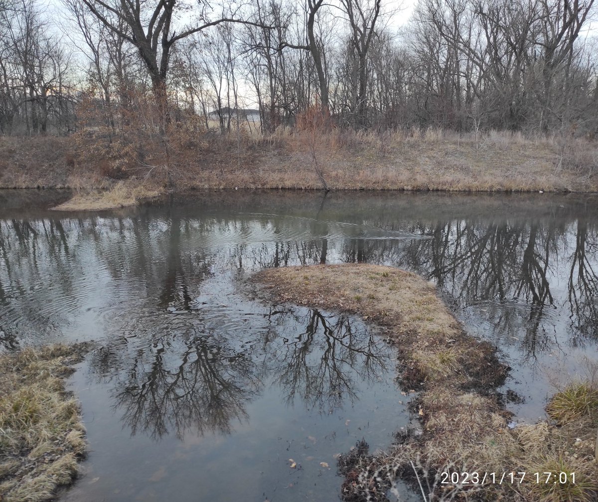 drdvdus's tweet image. Love our beautiful peaceful neighborhood in Missouri! #lovemissouri #muskrats #drdvd