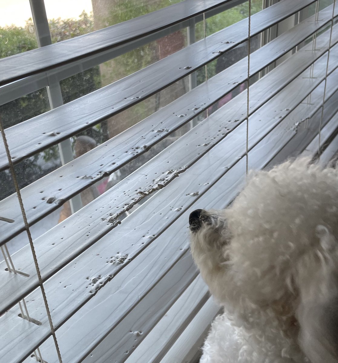 The shutters were too plain, decided to add some texture. 💕 🐾 #CocoBeana #DogsOnTwitter #dogsarefamily