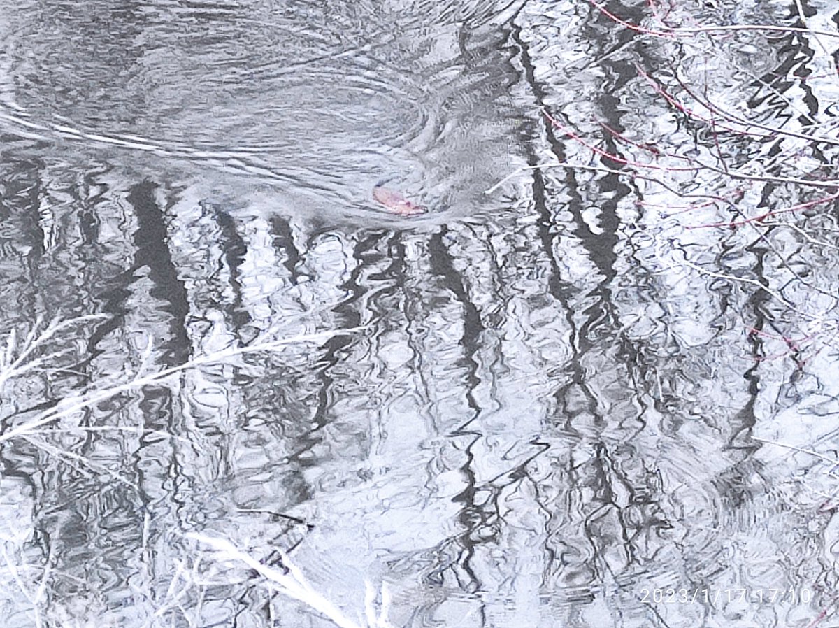 drdvdus's tweet image. Love our beautiful peaceful neighborhood in Missouri! #lovemissouri #muskrats #drdvd