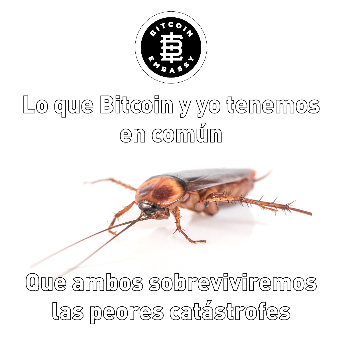 bitcoinemb's tweet image. #cryptomeme #criptomeme #bitcoin #BTC #bitcoinemb
