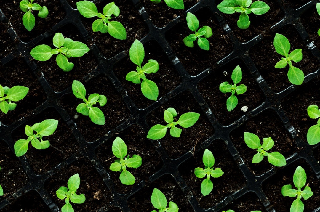 MotherEarthNews's tweet photo. Growing your own seedlings indoors can save you big bucks, as well as open up a whole new world of crop variety options. Check out these tips for starting seeds indoors! 

https://t.co/Qh4UINnLRz

#seeds #startingseeds #garden https://t.co/0vuii9cZcS