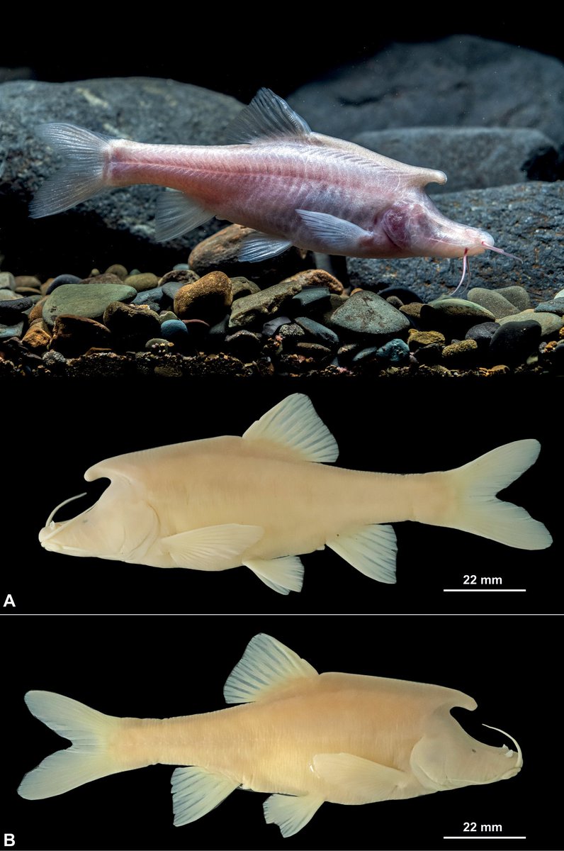 FishInTheNews's tweet photo. #NewSpeciesAlert - #𝑆𝑖𝑛𝑜𝑐𝑦𝑐𝑙𝑜𝑐ℎ𝑒𝑖𝑙𝑢𝑠 𝑙𝑜𝑛𝑔𝑖𝑐𝑜𝑟𝑛𝑢𝑠 (Cypriniformes, #Cyprinidae), a new species of #microphthalmic #hypogean fish from Guizhou, Southwest China. #CaveFish #CaveFishes
🔓 https://t.co/F7t3rLjXN7 https://t.co/d9aPvmacRN