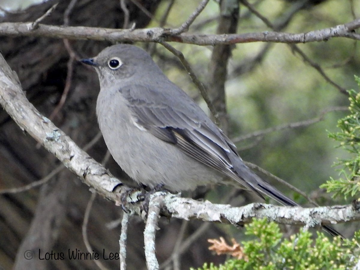 lotuswinnielee's tweet photo. Another rare bird & LIFER I saw yesterday, 1/16/2023 & this one was in New Haven, Connecticut: The Townsend’s Solitaire is a medium size Thrush; gray overall with prominent white eyering & buffy patches in the wings. #townsendssolitaire #solitaire #thrush #birdwatching #wildlife https://t.co/pw3ysFM31s